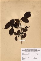 藏品(雙面刺)的圖片